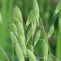 Avena Sativa (Oatstraw)