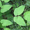 Epimedium Sagittatum