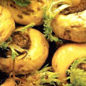 Maca